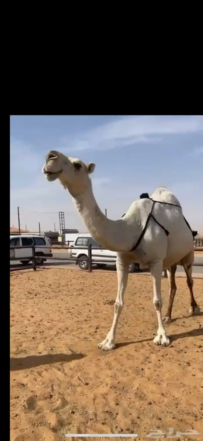 خفوت مبيوع بنتها قبل ثلاث ايام منتج 0