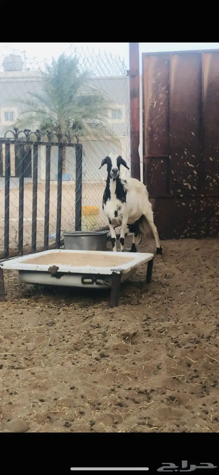 انعجه حيل للبيع 2