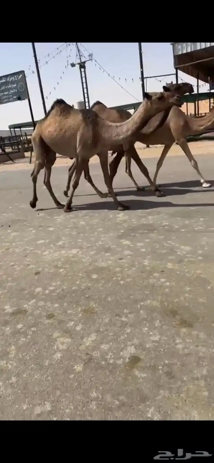 بكار صفر وبكار وضح وخلفتين وضحى وصفرا 9