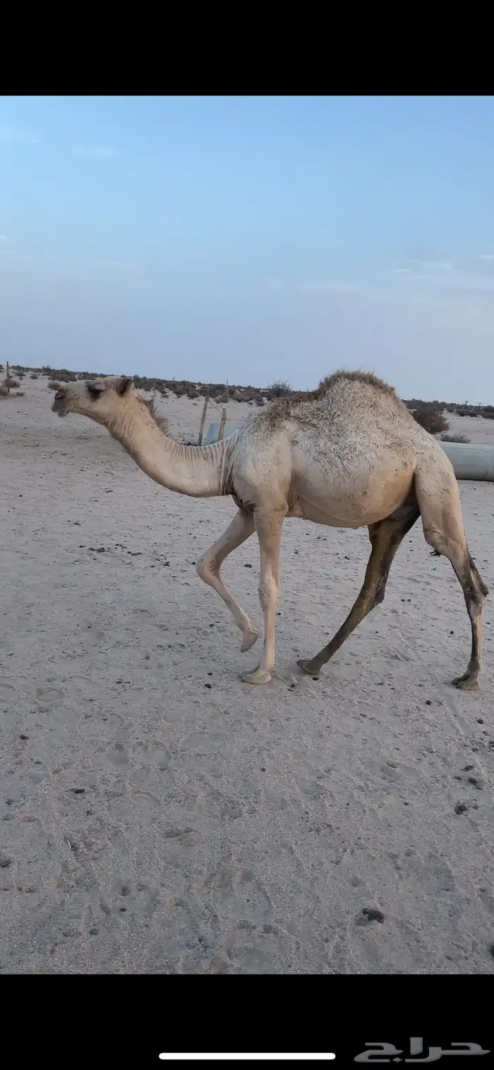 قعود كفو على الجليدي 0