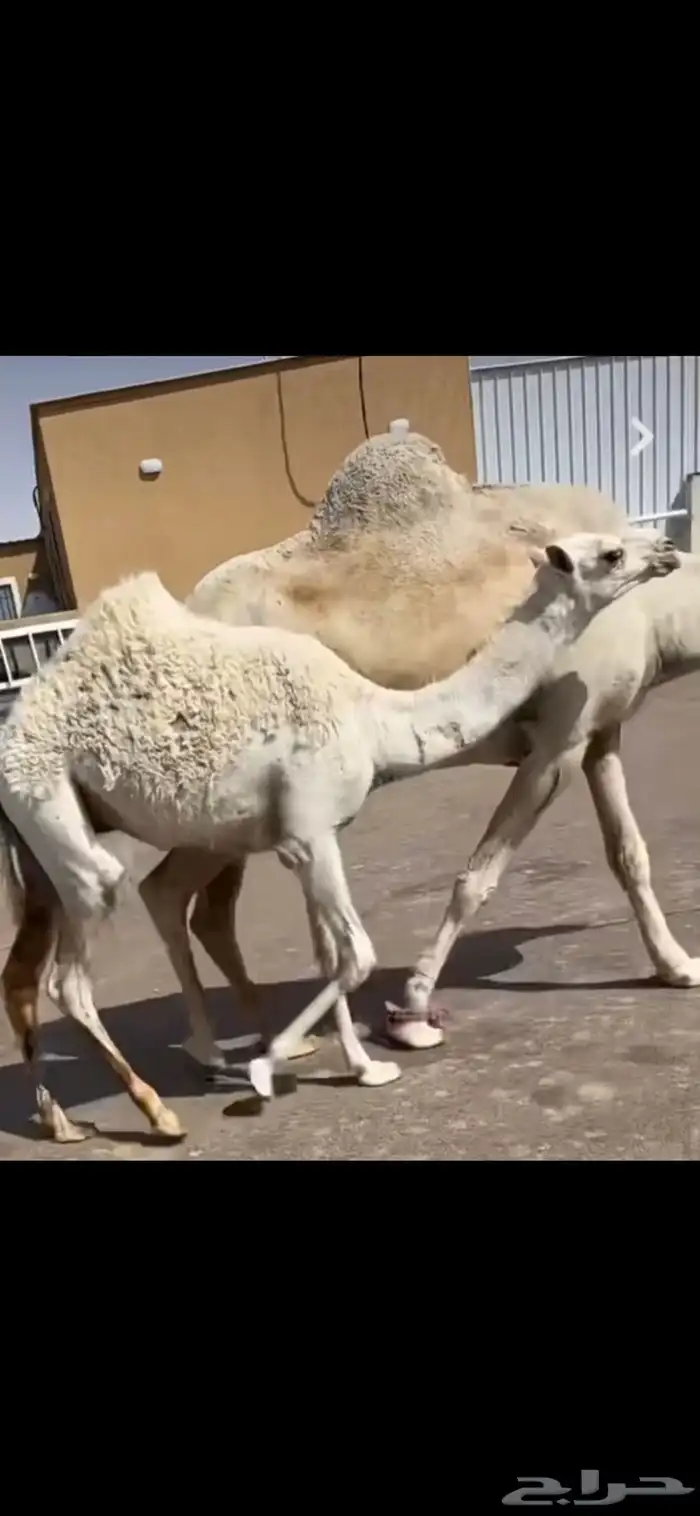 بكار صفر وبكار وضح وخلفتين وضحى وصفرا 4