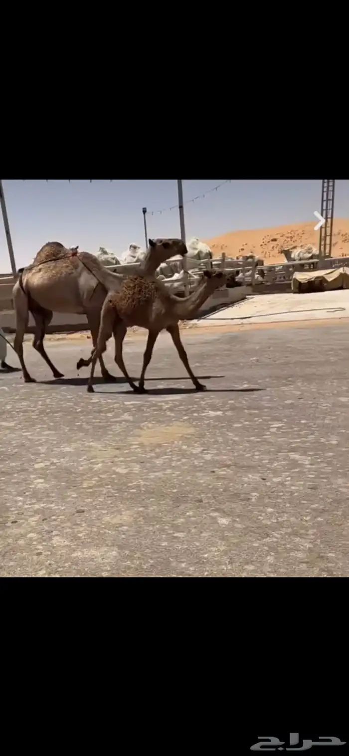 بكار صفر وبكار وضح وخلفتين وضحى وصفرا 1