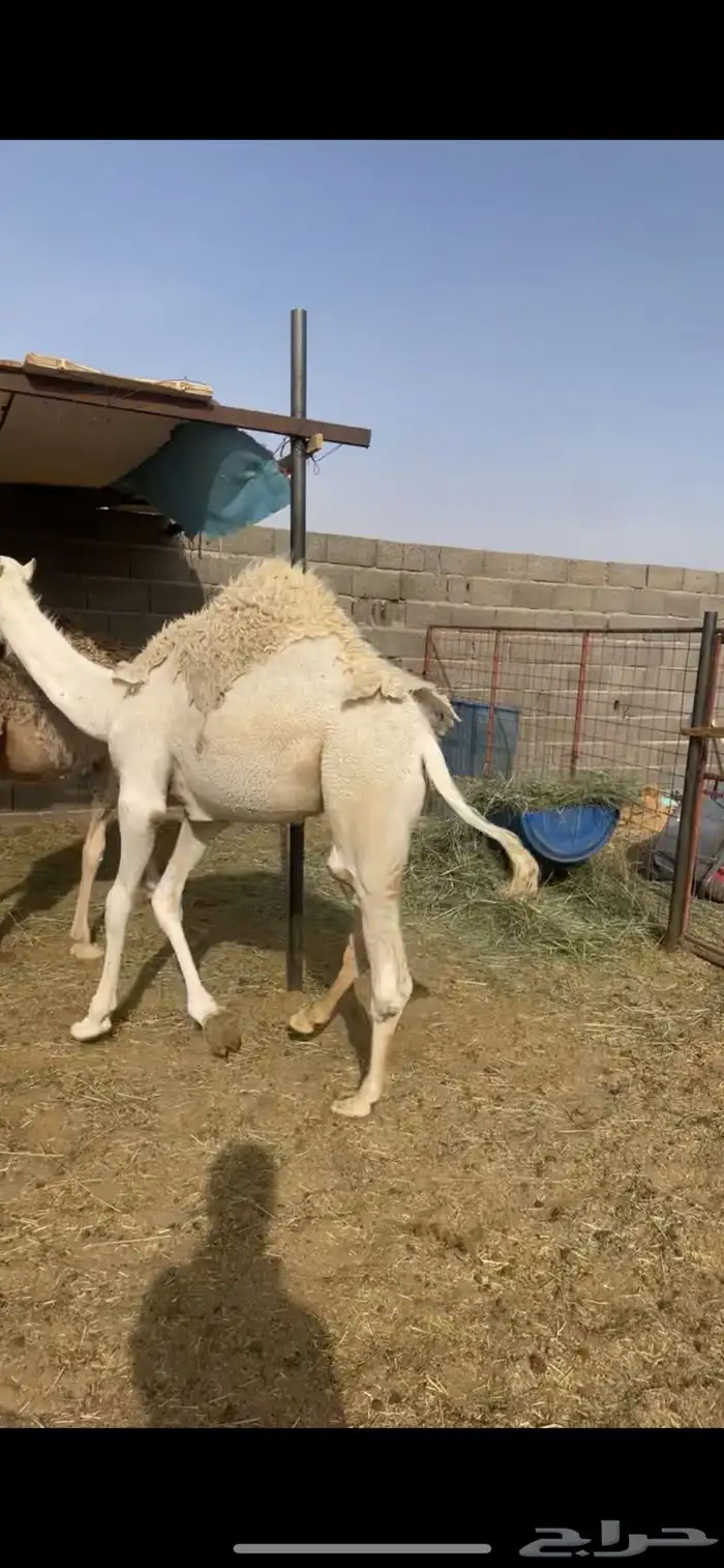 حاشي طيب 1