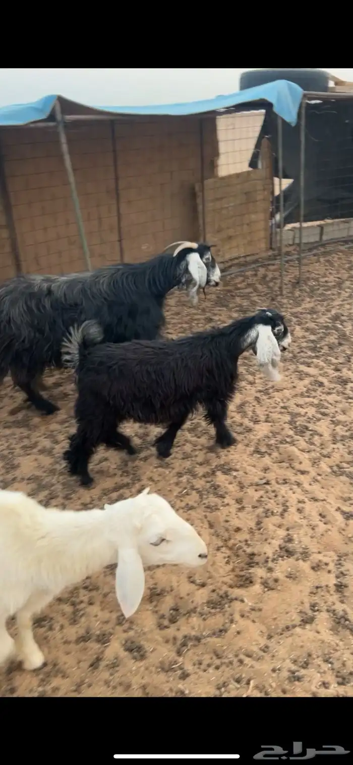 للبيع جفرتين طيبات 2