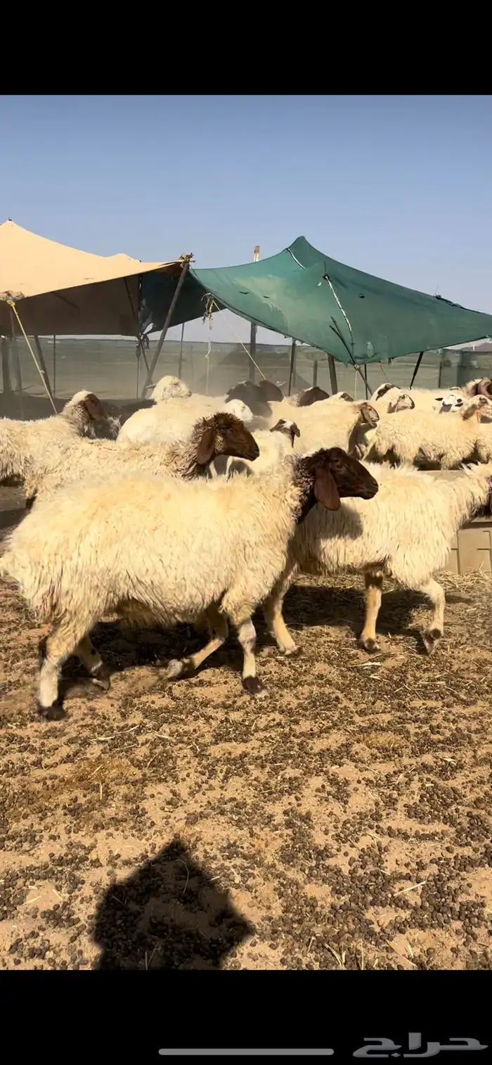 غنم نعيم مراح دفيع كلها في وجه ولاد 1