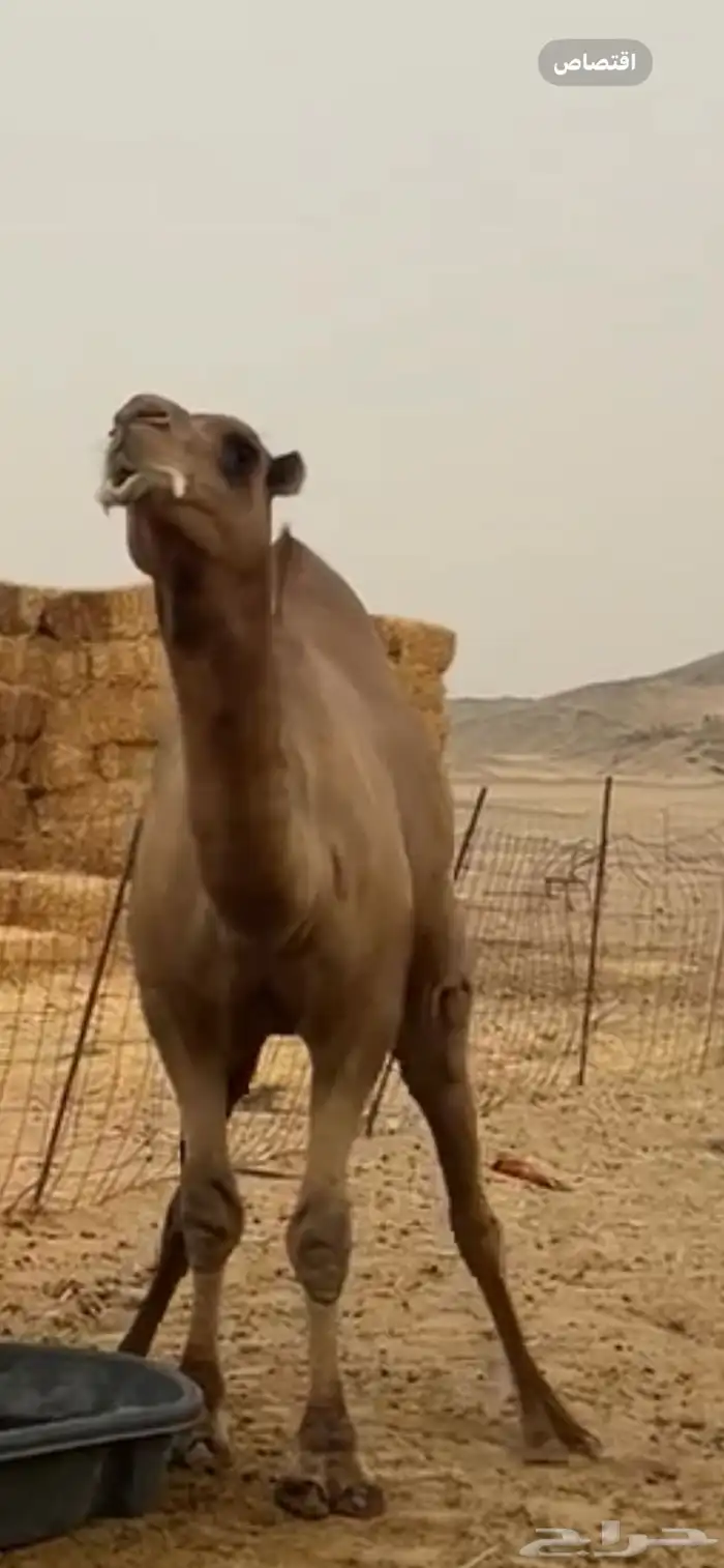 بعبر جمل ساحلي 4