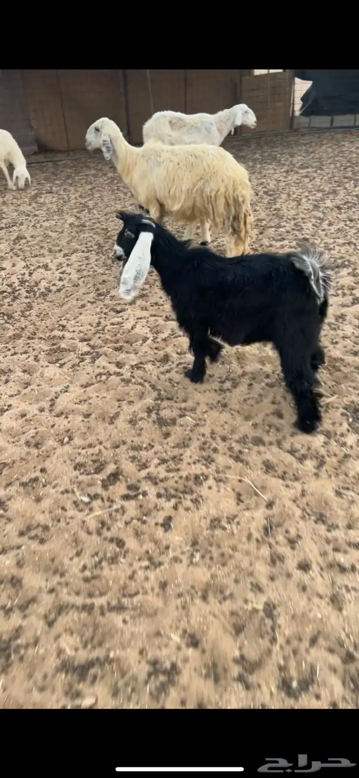 للبيع جفرتين طيبات 4