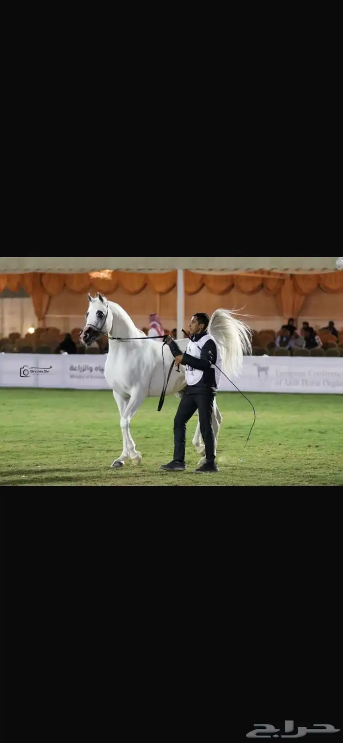 فرس مع مهرتها 3