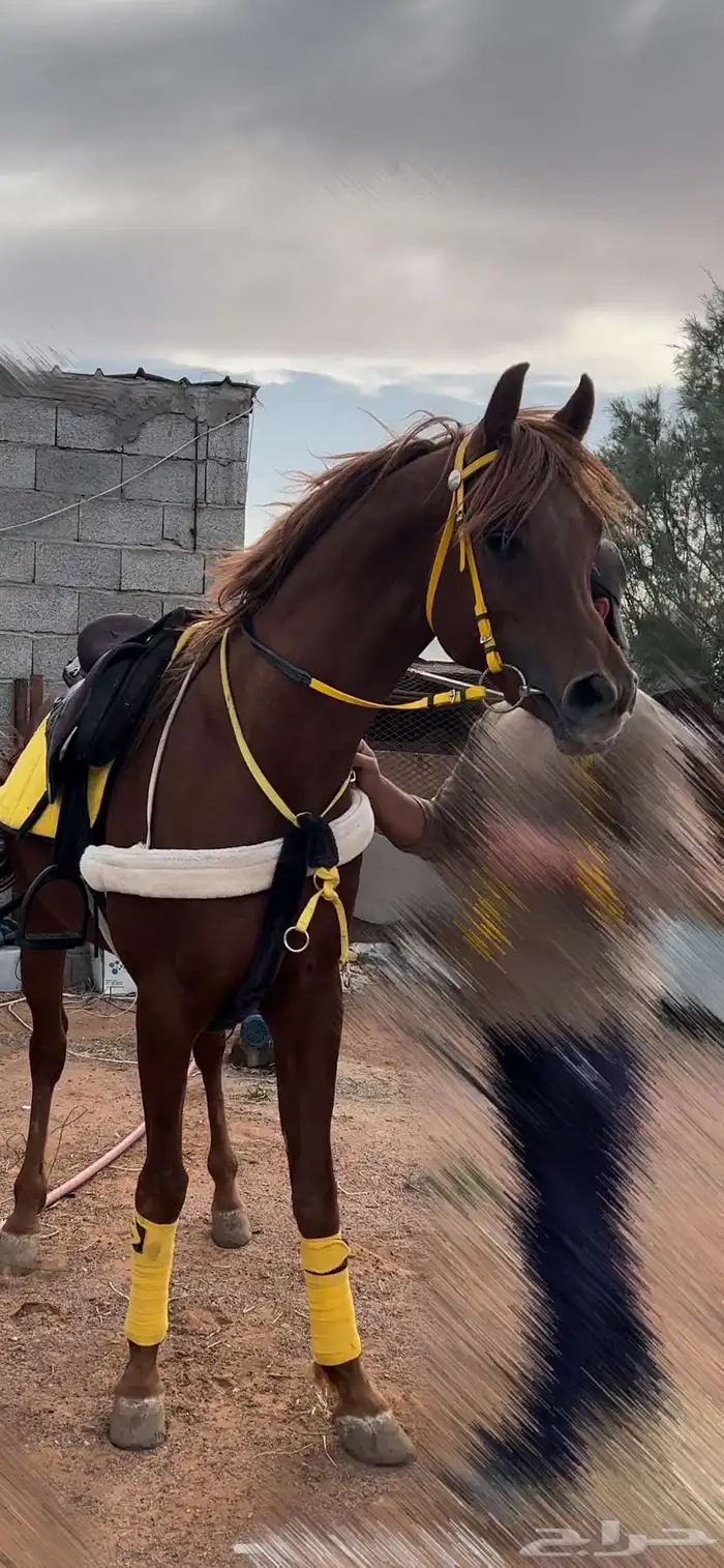 حصان واهو مصري بيور 4