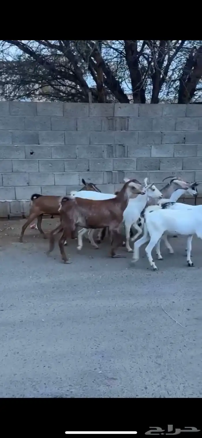 8من العنقان كفو ثنيه رباع 1