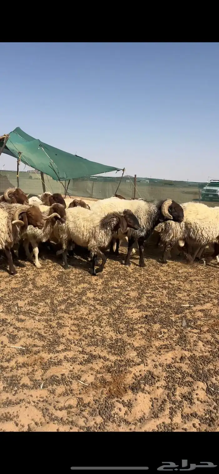 غنم نعيم مراح دفيع كلها في وجه ولاد 0
