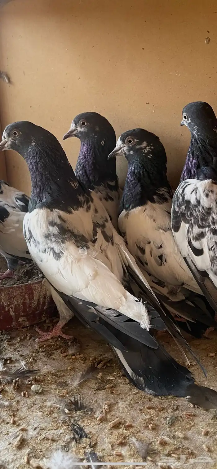 البيع حمام باكستاني اربع اجواز 2