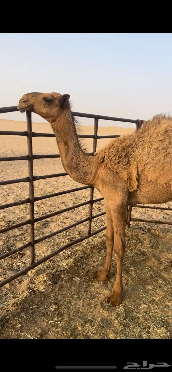 شعلا مفروده 1