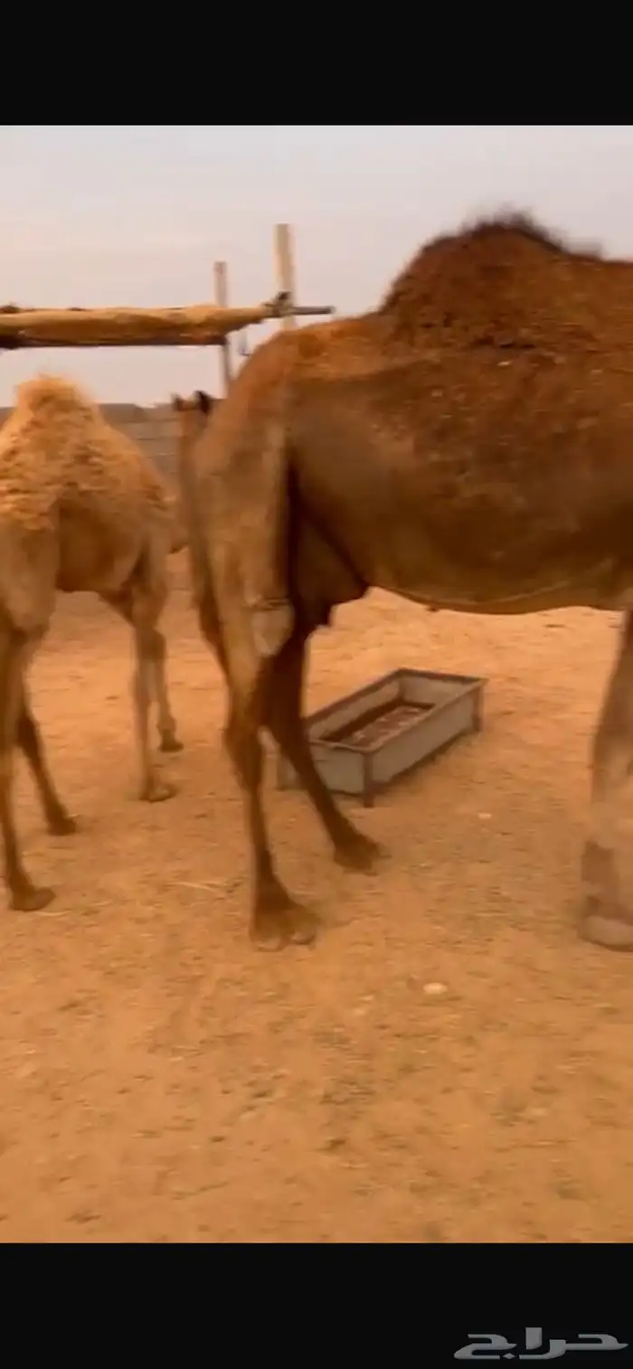 ناقة خلفه 1