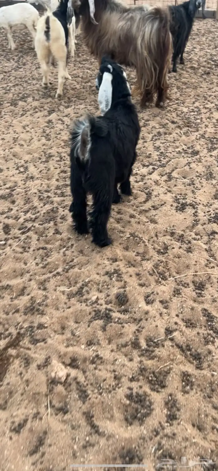 للبيع جفرتين طيبات 3