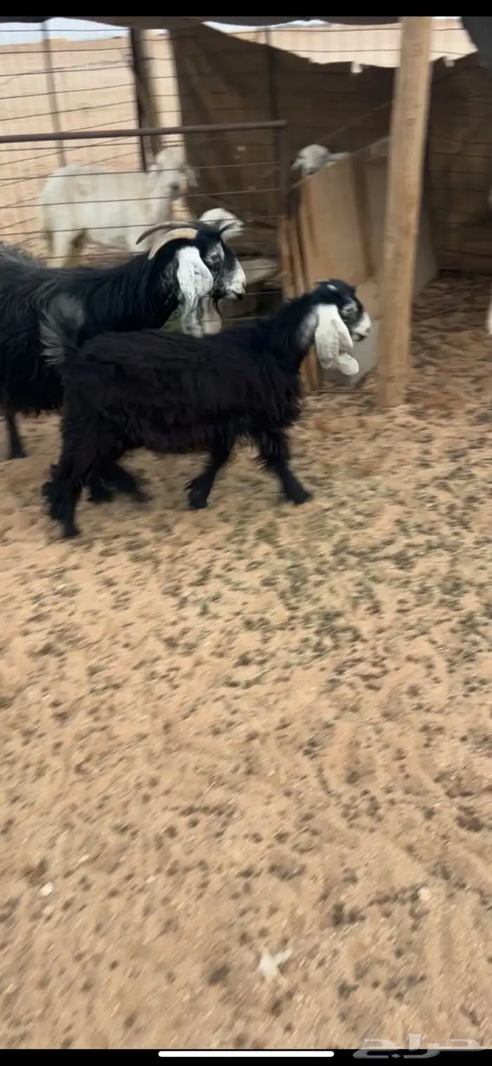 للبيع جفرتين طيبات 0