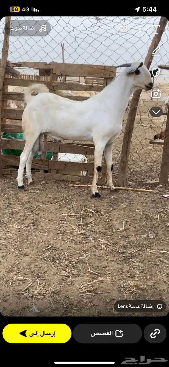 مشروع فحل فاخر الصحه شرط 0