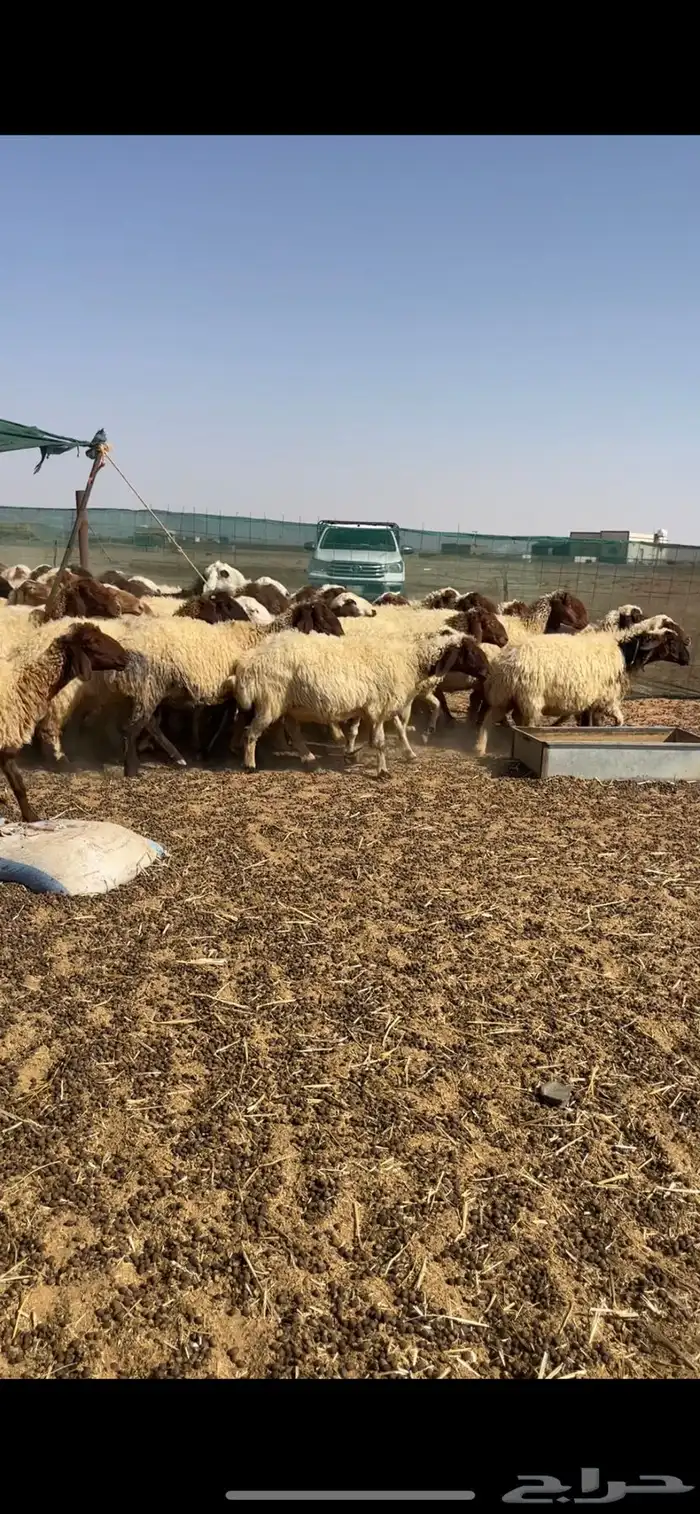 غنم نعيم مراح دفيع كلها في وجه ولاد 3