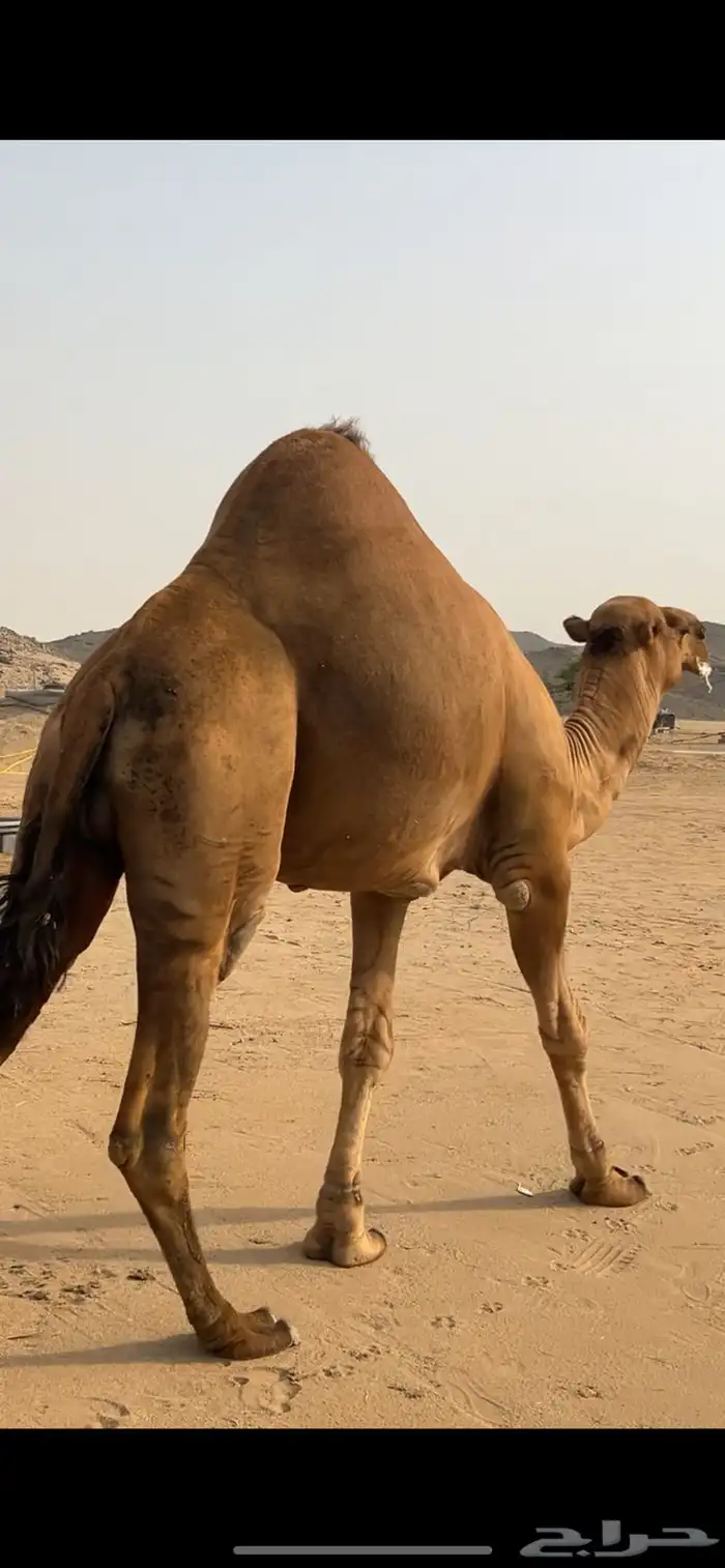 بعبر جمل ساحلي 7