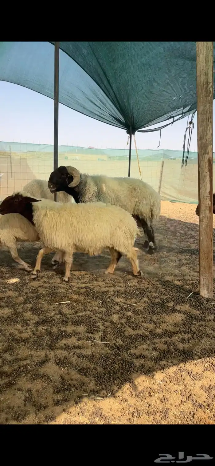 غنم نعيم مراح دفيع كلها في وجه ولاد 9