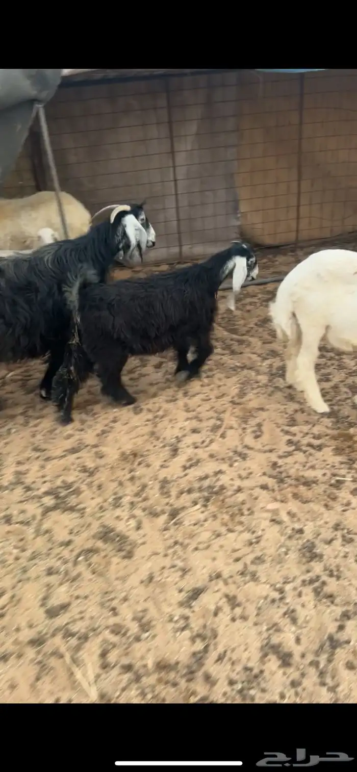 للبيع جفرتين طيبات 1