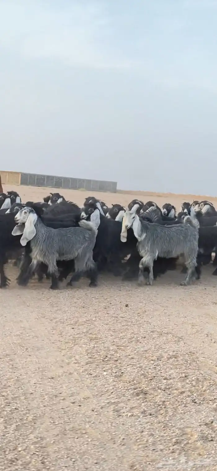 جفرات عوارض صنف 3