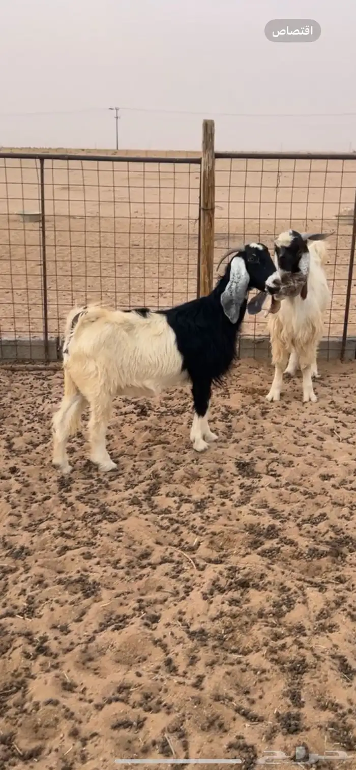 للبيع عنز مقنوي 1