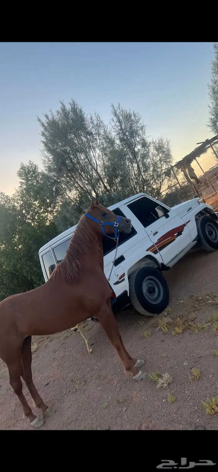 حصان للبيع 2