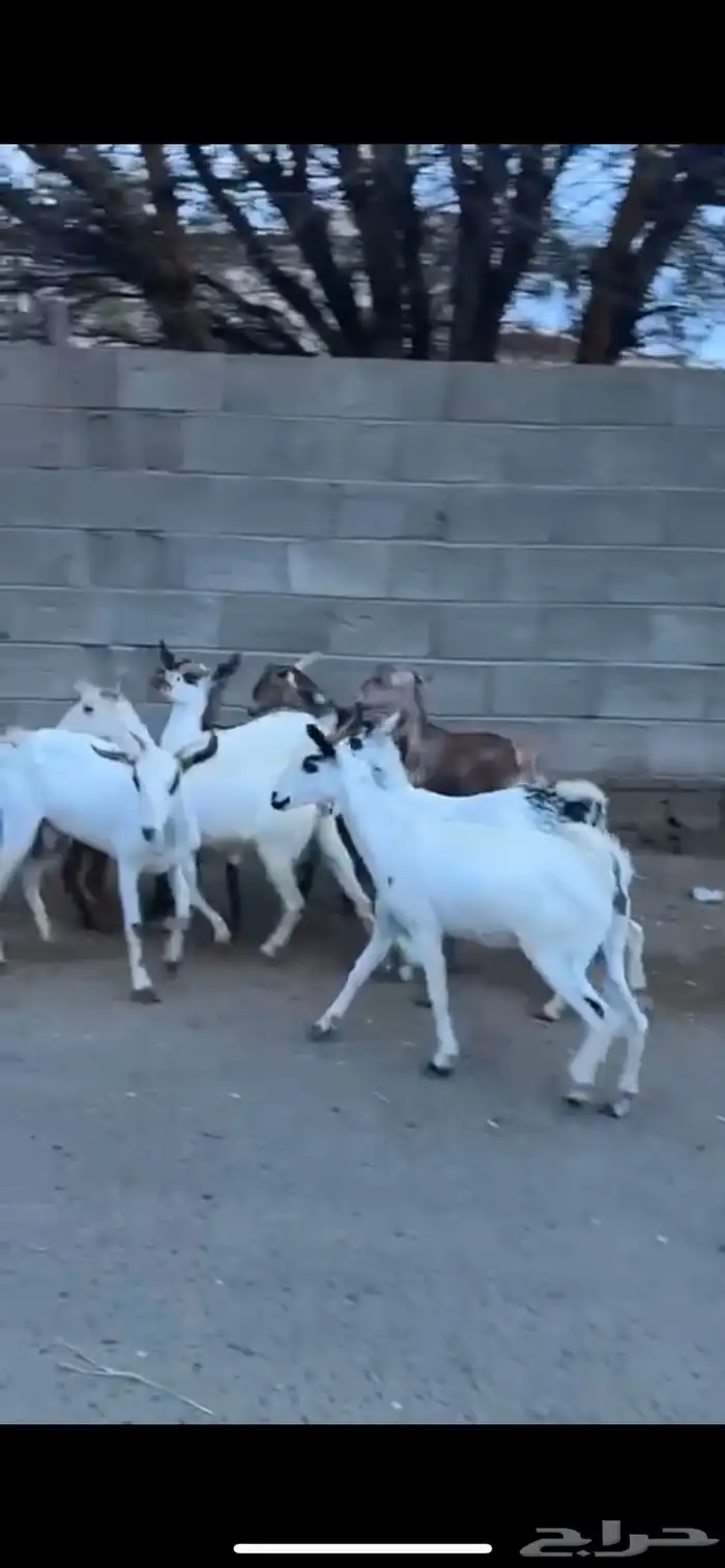8من العنقان كفو ثنيه رباع 0