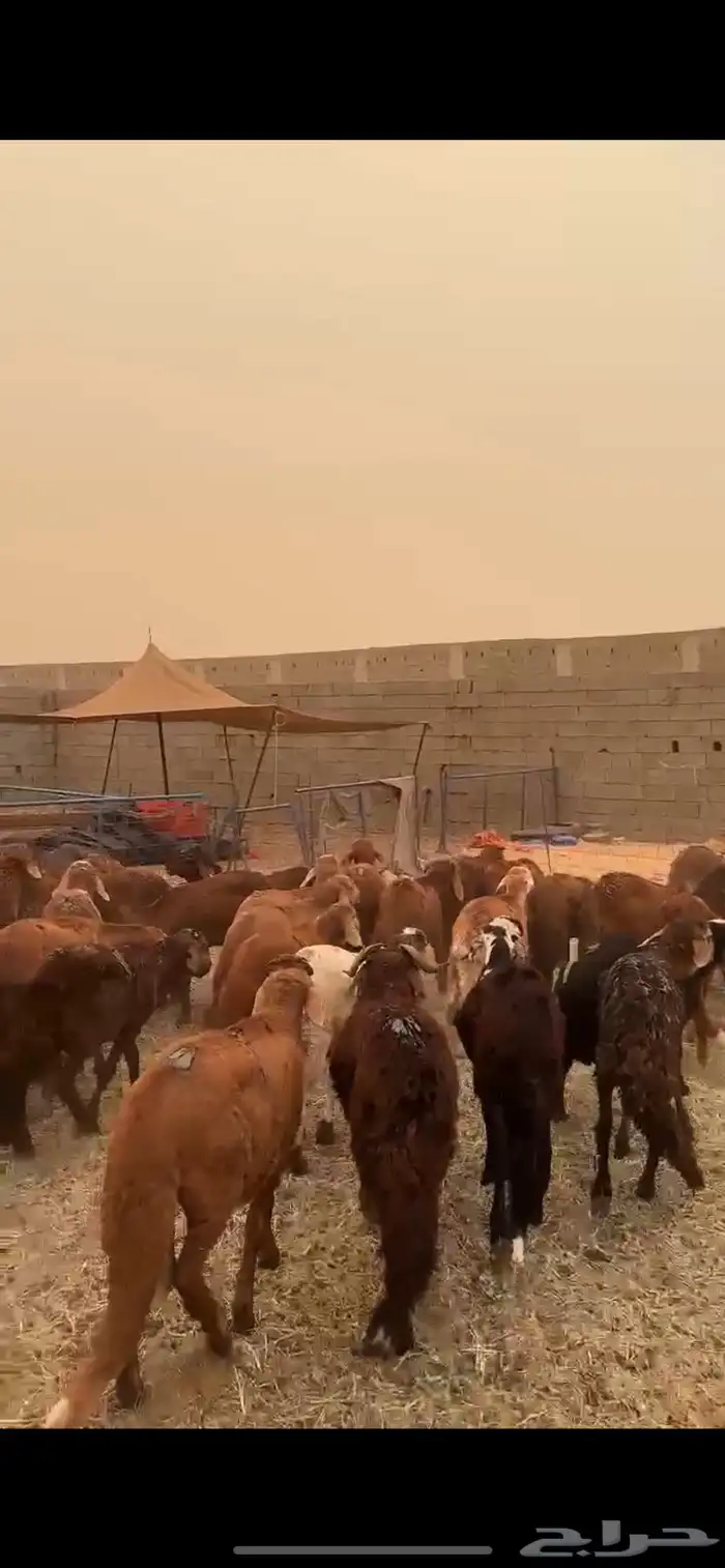 طليان سواكني 60 راس حمري تربيه 2