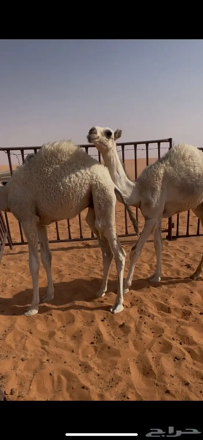 قعدان للبيع 1