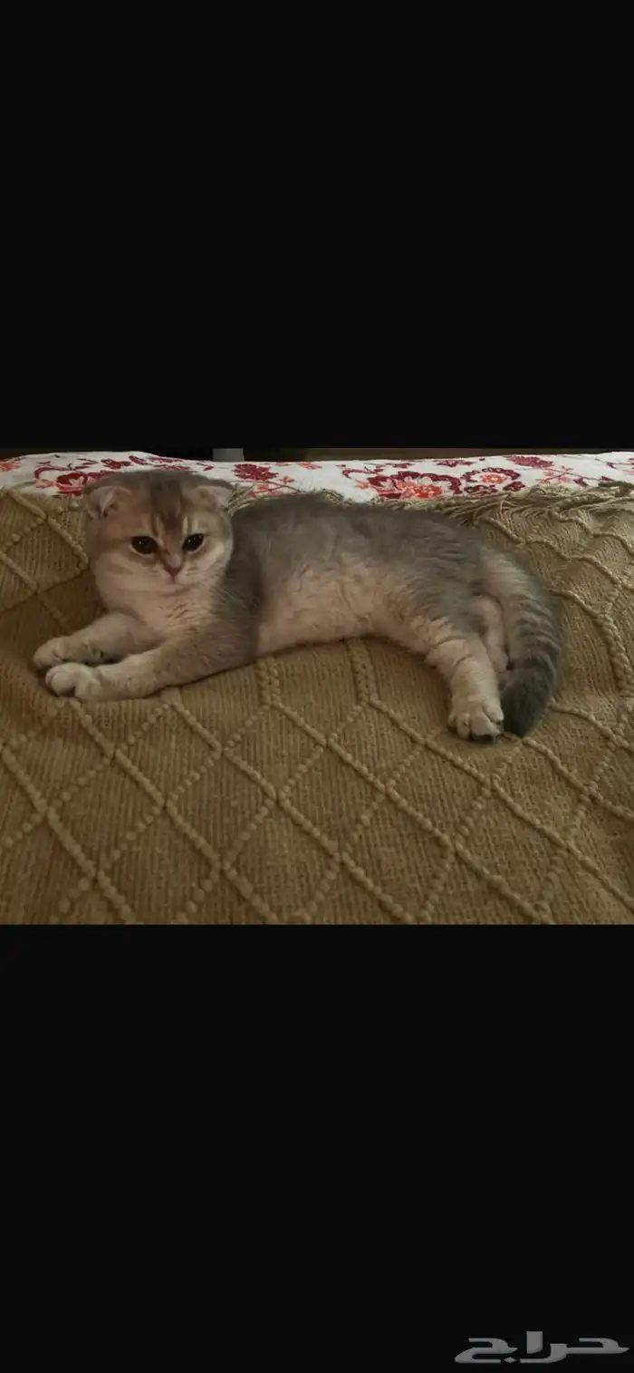 قطط سكوتش فولد للبيع 1