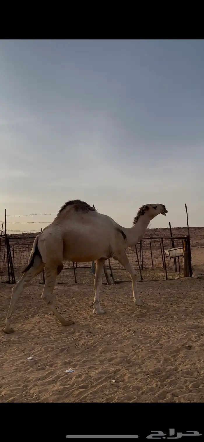 للبيع قعود جذع ضرابه الشتاء هذا 4