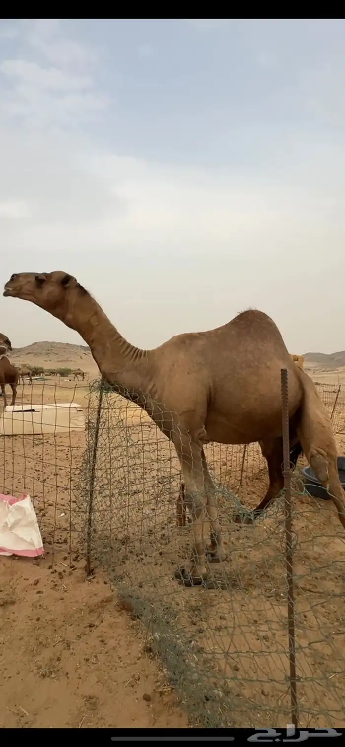 بعبر جمل ساحلي 3