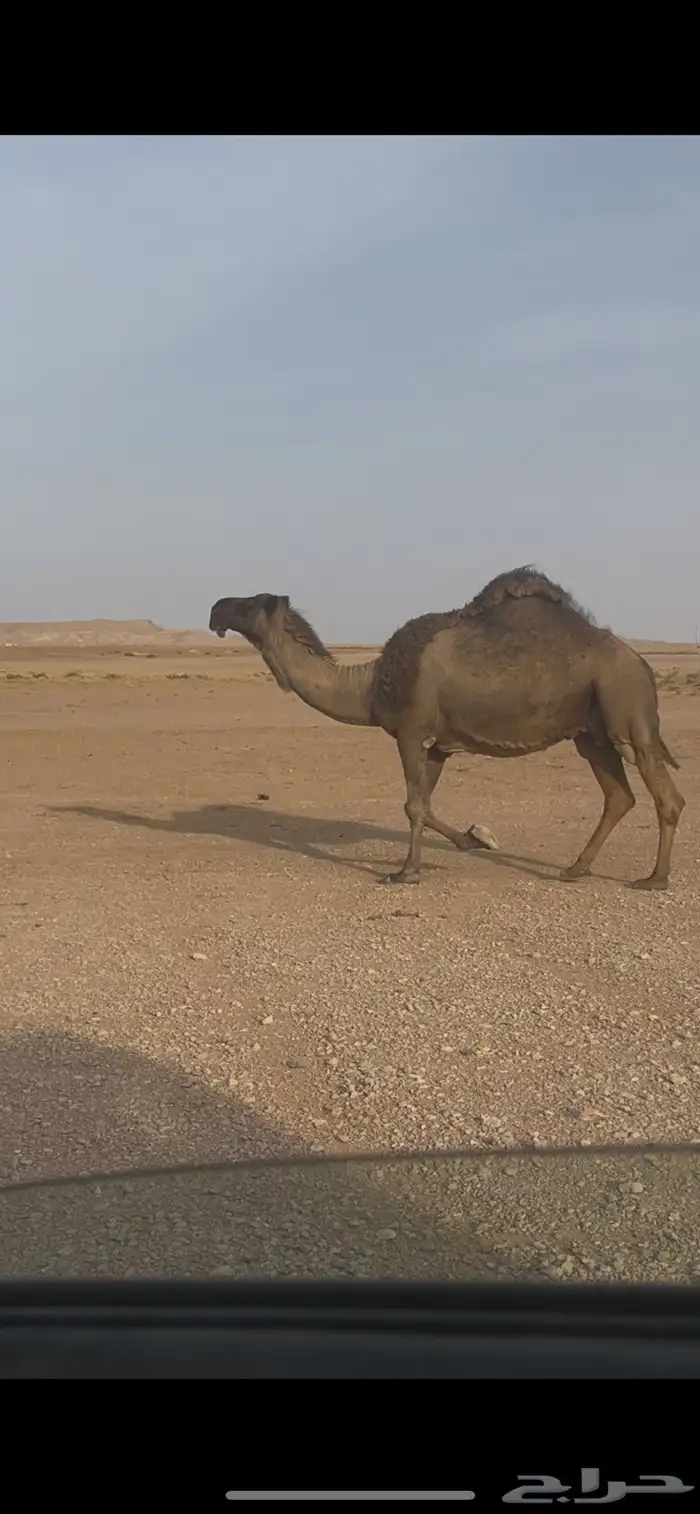 صفراء لقحه 1