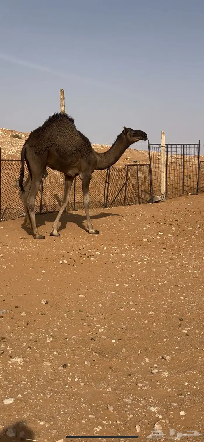 للبيع قعود لباني 0