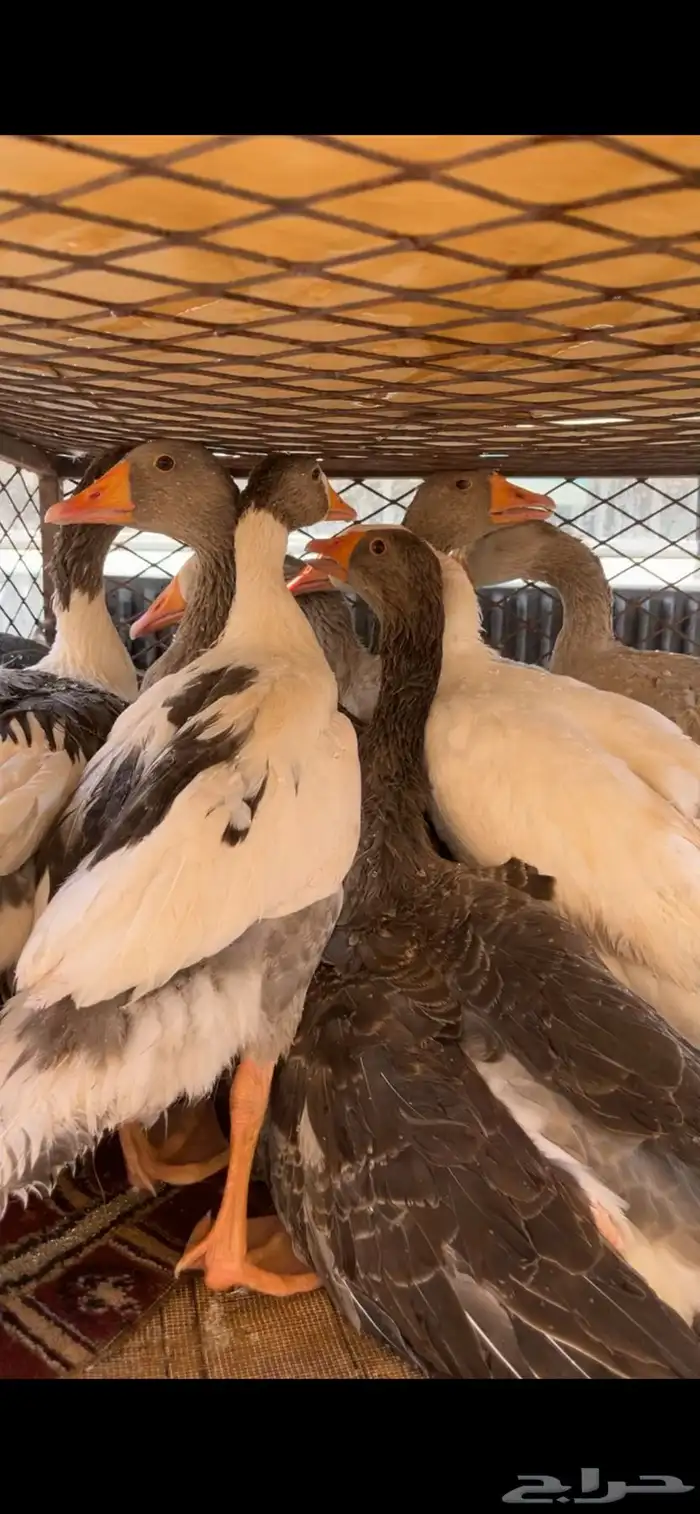 وز البيع 0