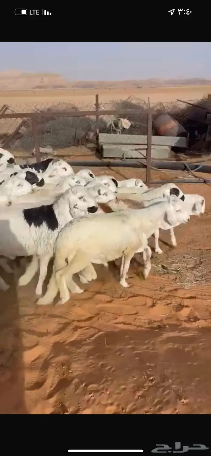 سواكن شحم فل 0