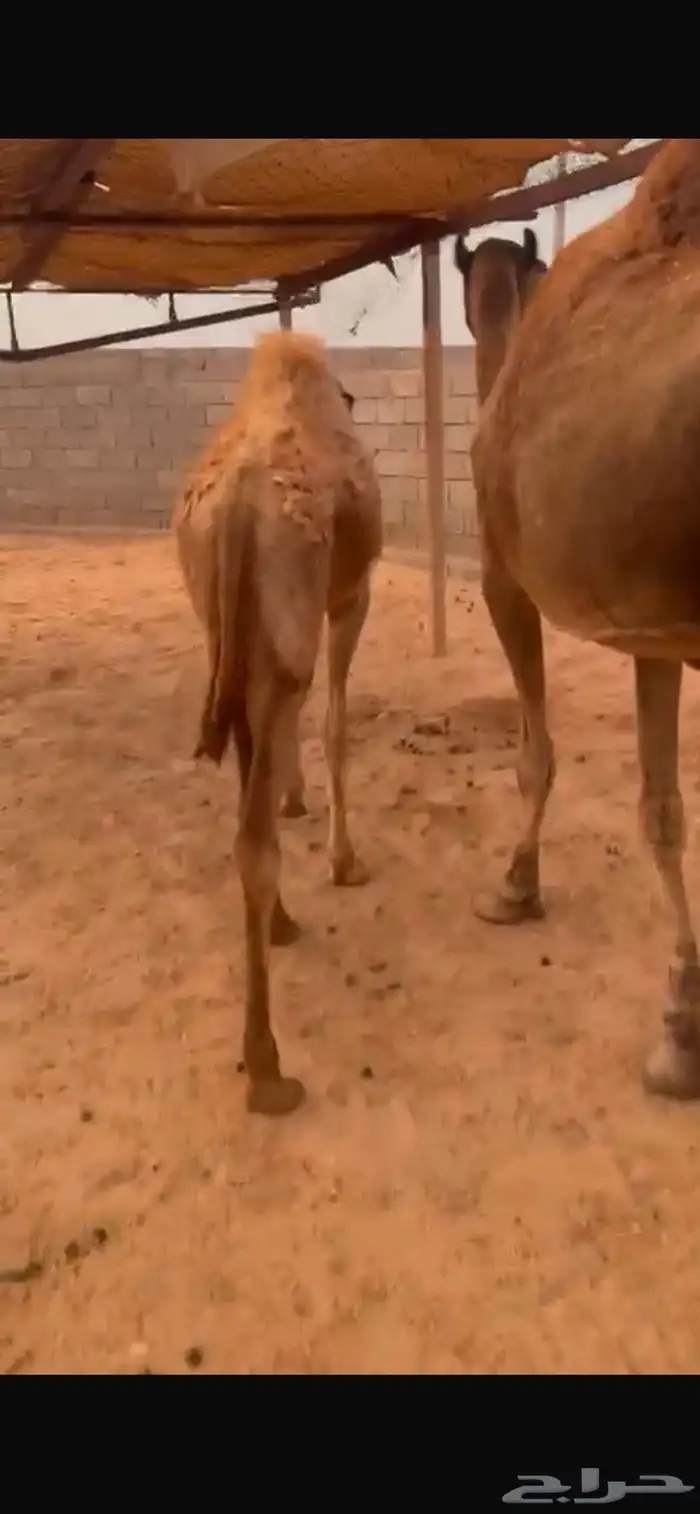 ناقة خلفه 4