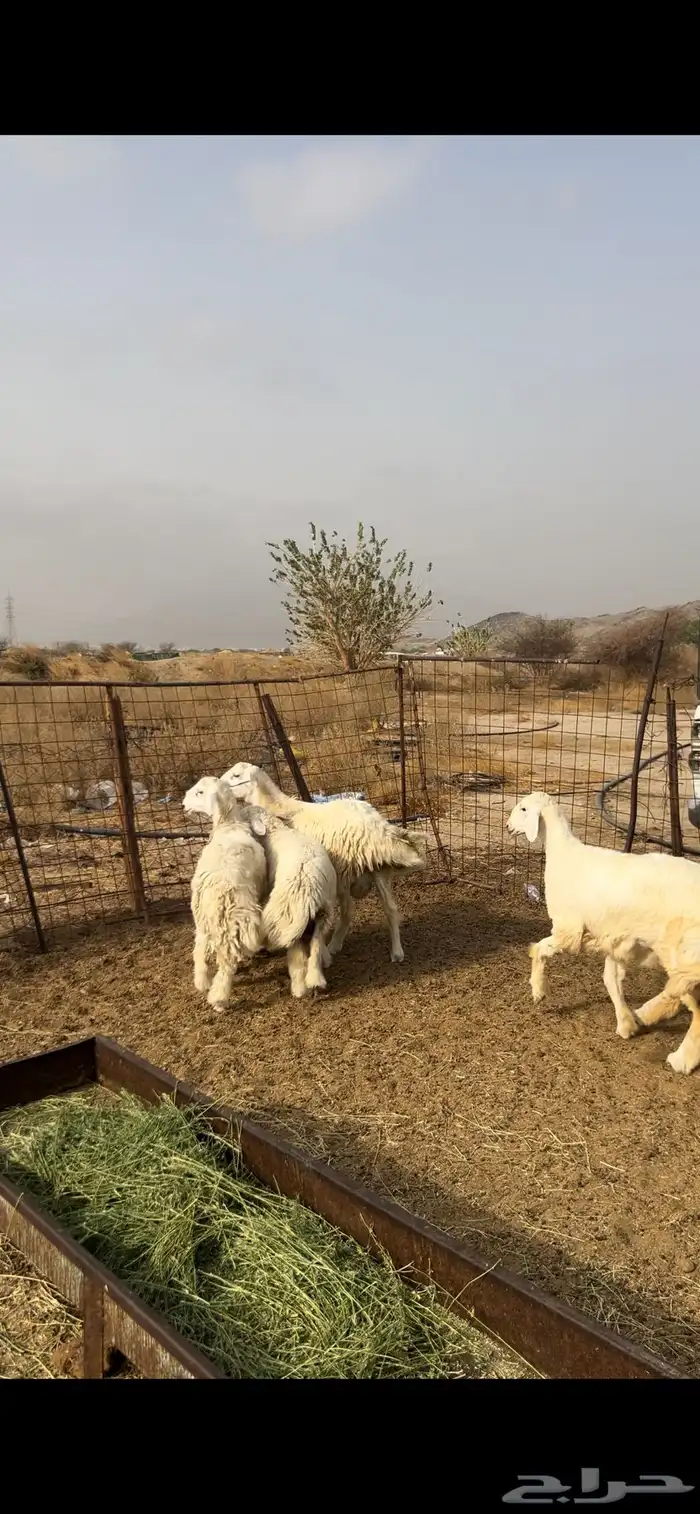 3 طليان ورخل 0