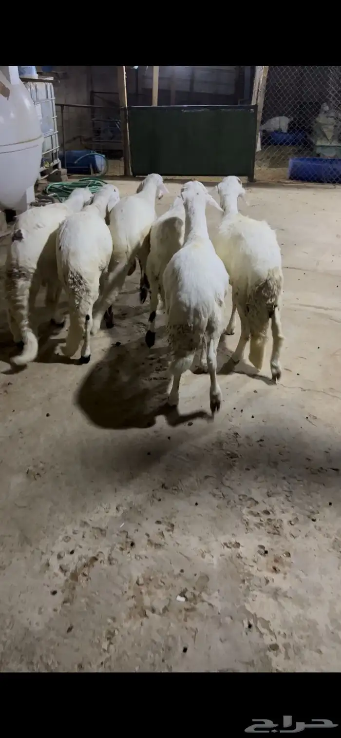 للبيع سواكن 0