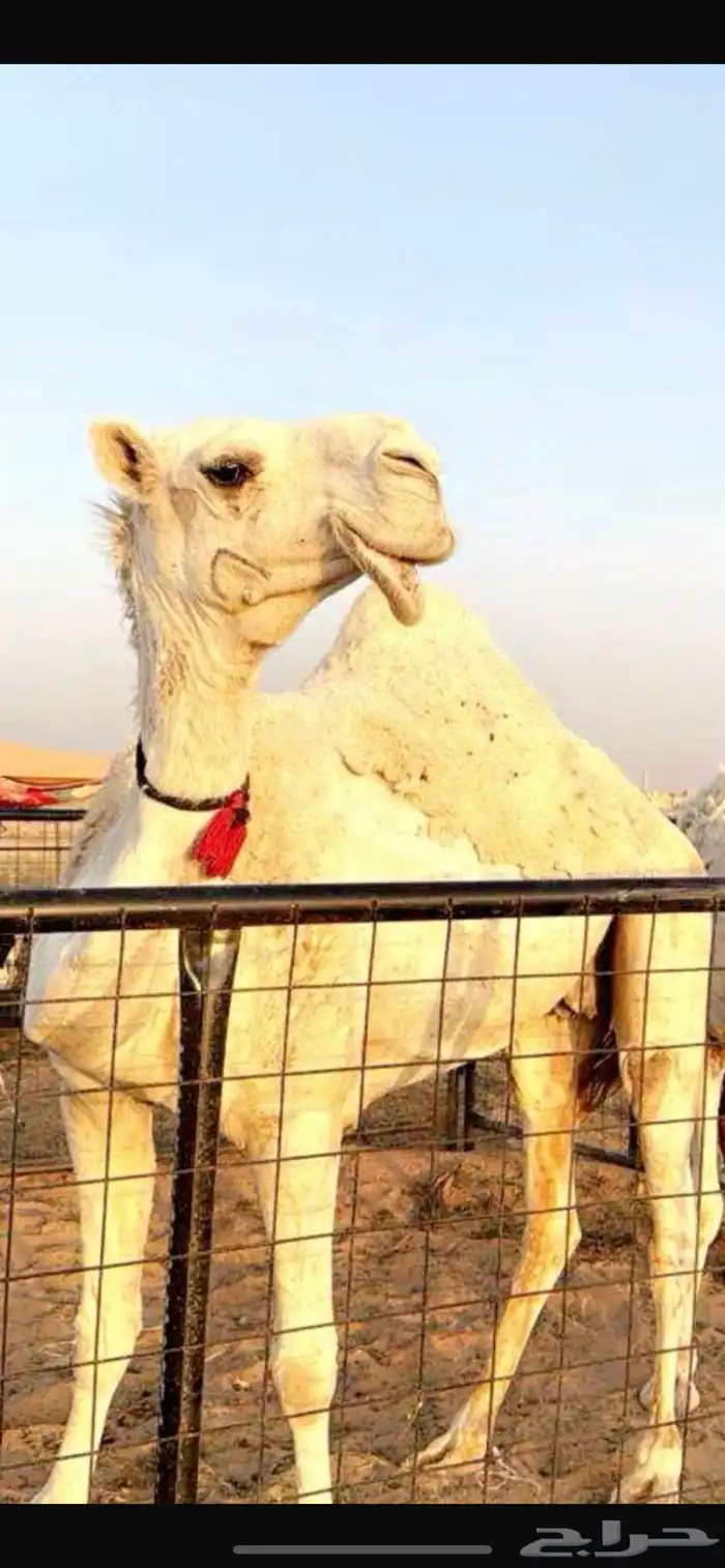 البيع ناقة حيسونيه 0