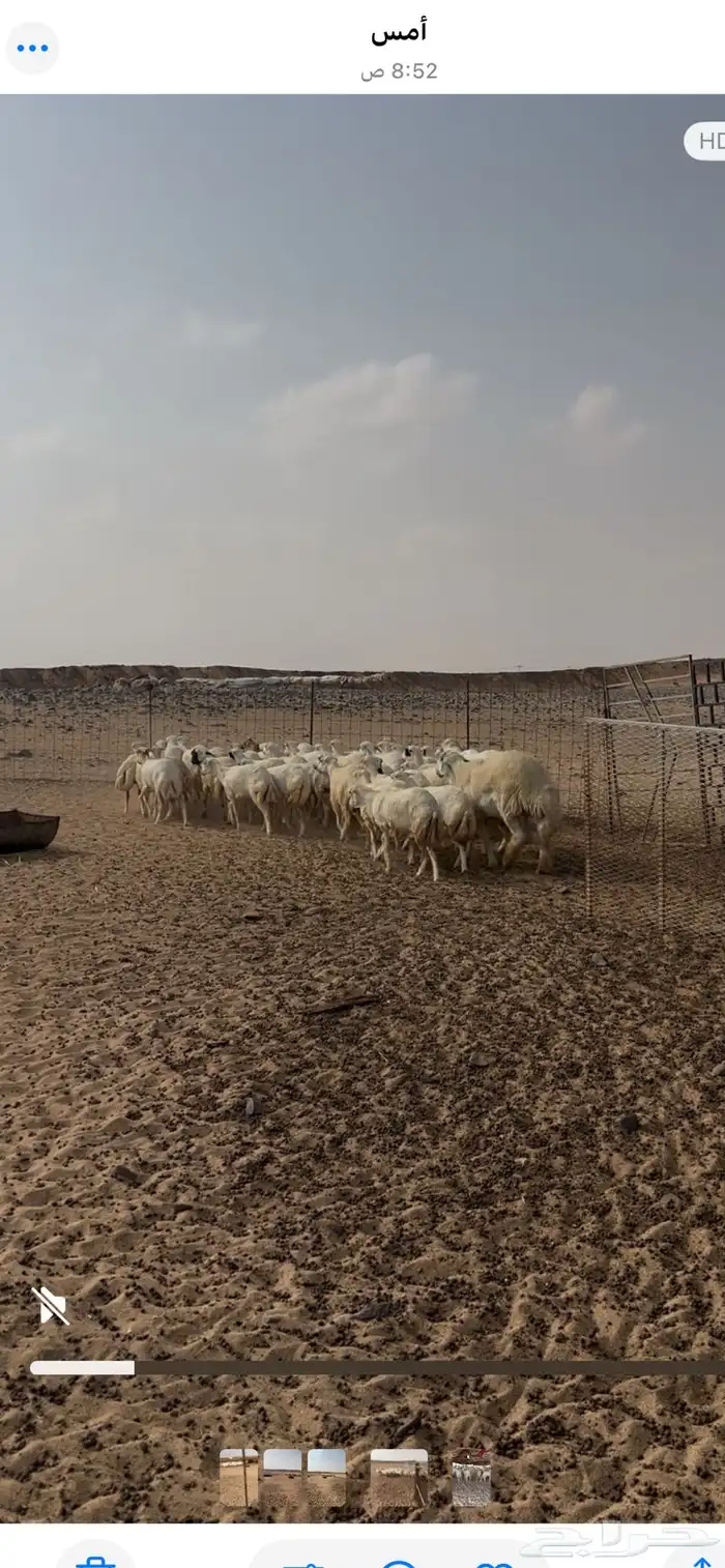 رفيديات العدد 40 راس 2 ثني والباقي جذع الموقع طفيل 0