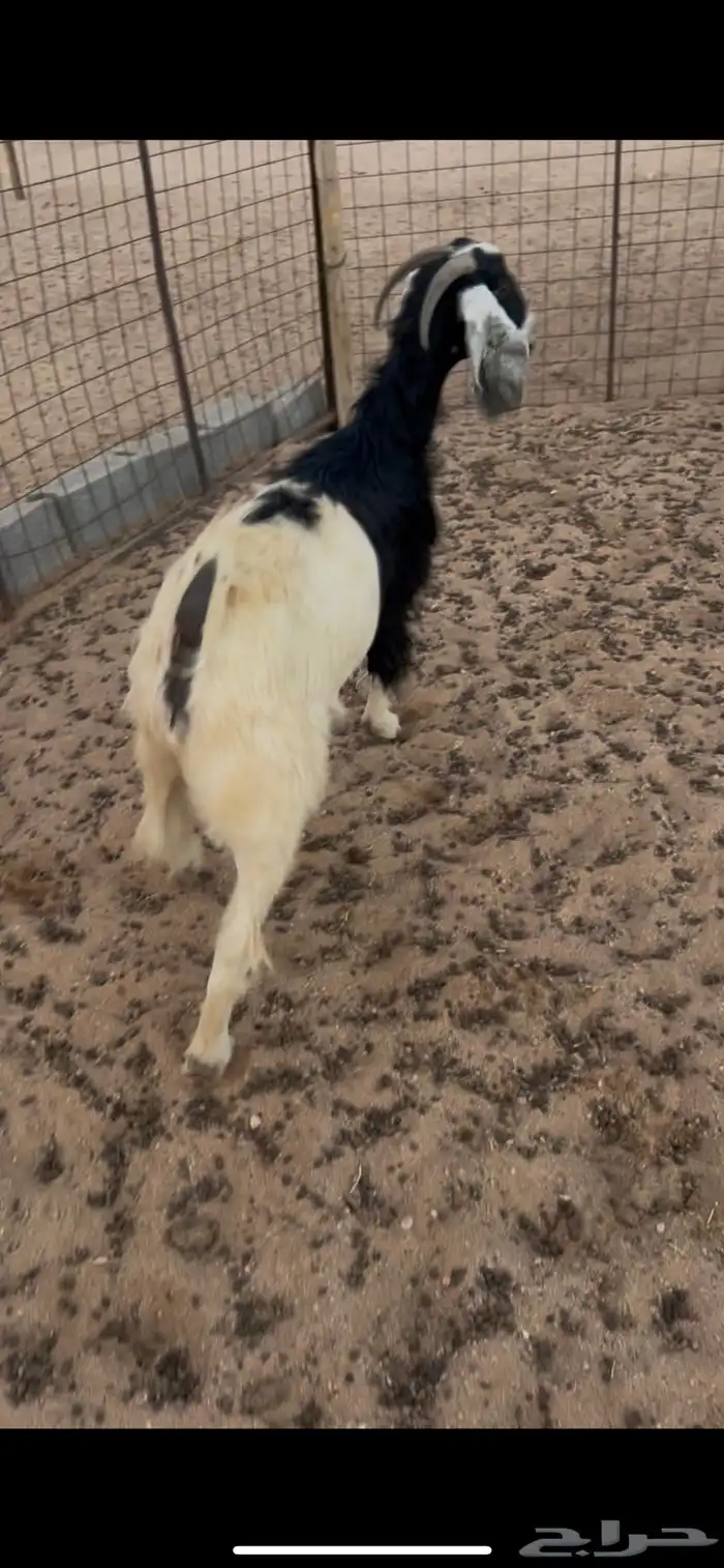 للبيع عنز مقنوي 0