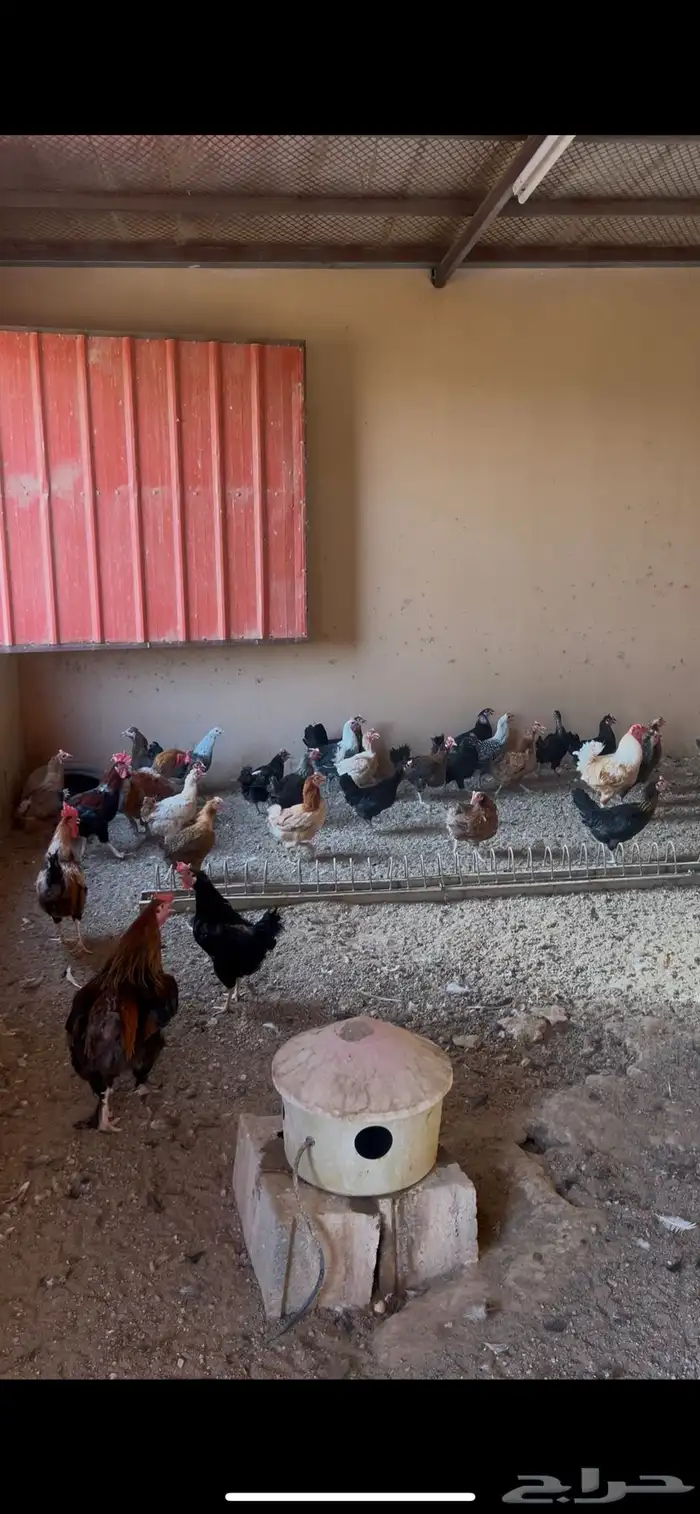 دجاج بياض للبيع 0
