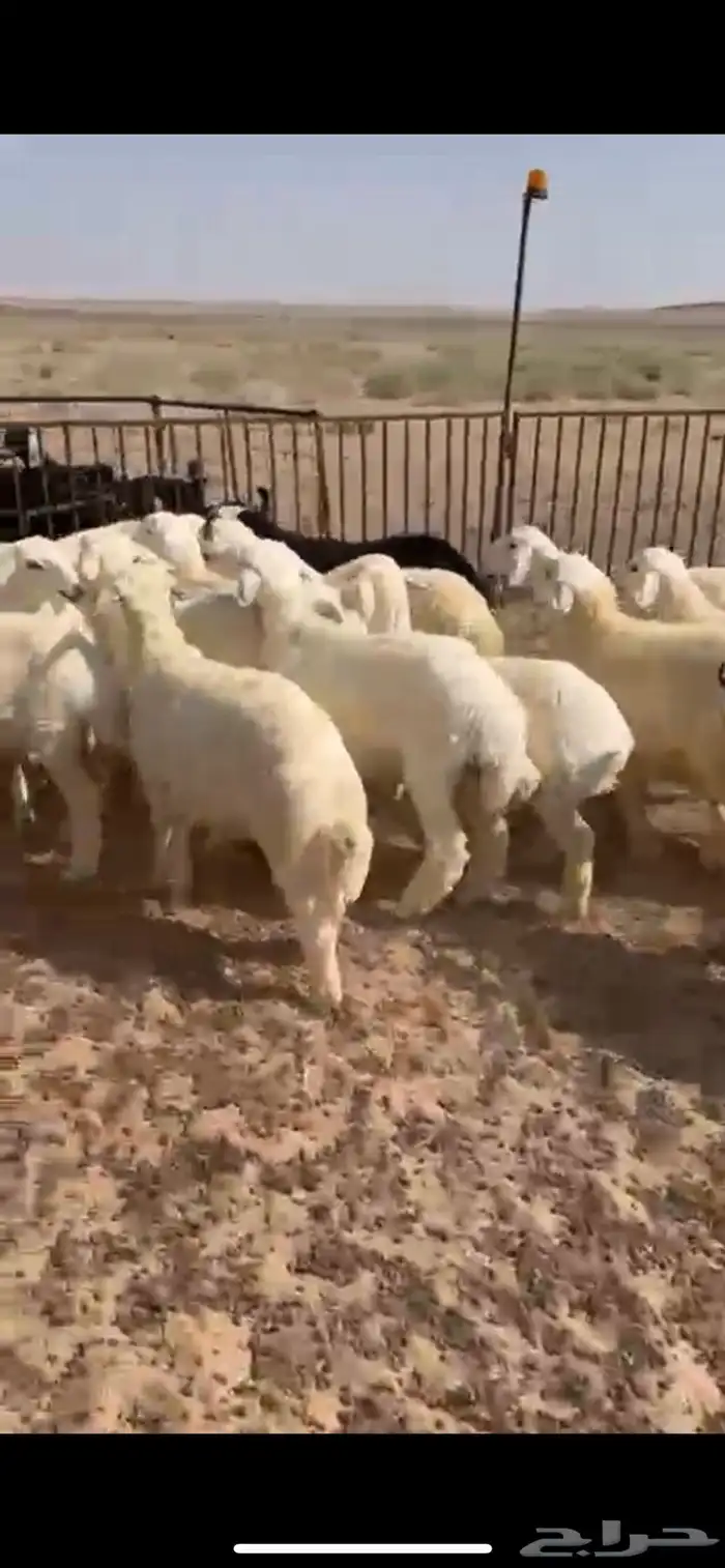 بهم 3