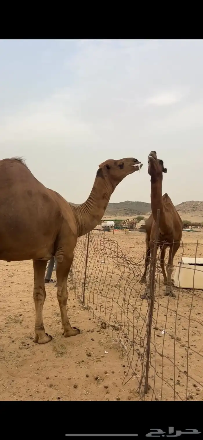 بعبر جمل ساحلي 5