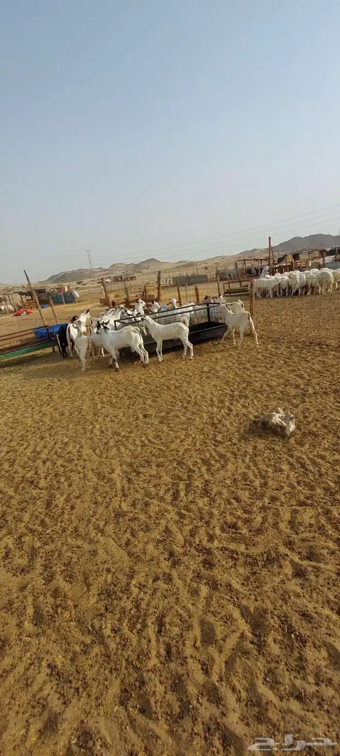 تيوس شحم نظيفة 4