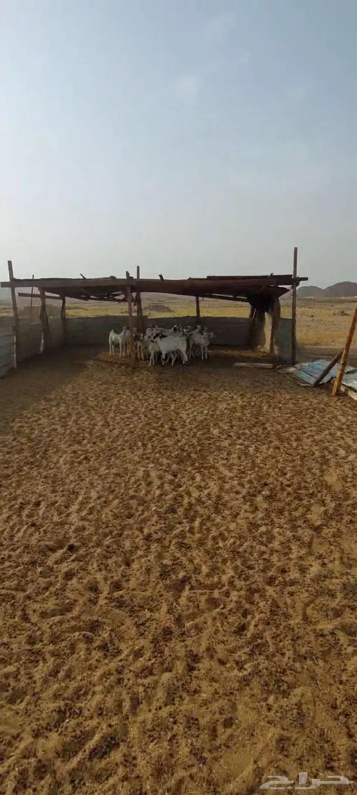 تيوس شحم نظيفة 3