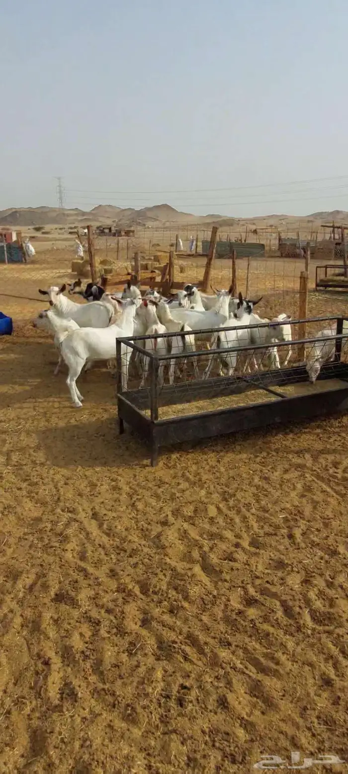 تيوس شحم نظيفة 7